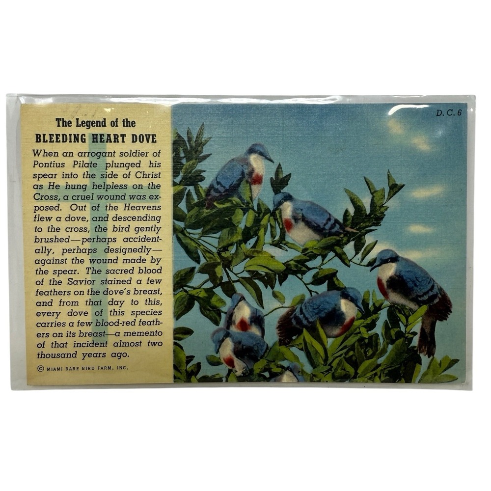 Vintage Linen Postcard Legend of The Bleeding Heart Dove Miami Florida Curt Teic